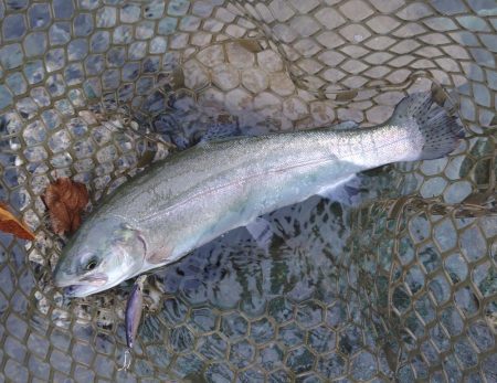 増水だ！天竜川ルアーフライ専用区